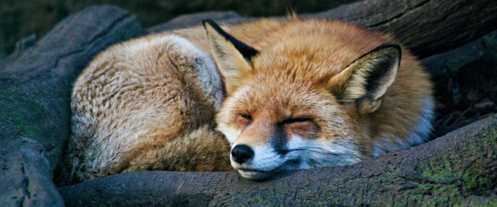 Sleep, how essential it is for our bodys to balance and thrive